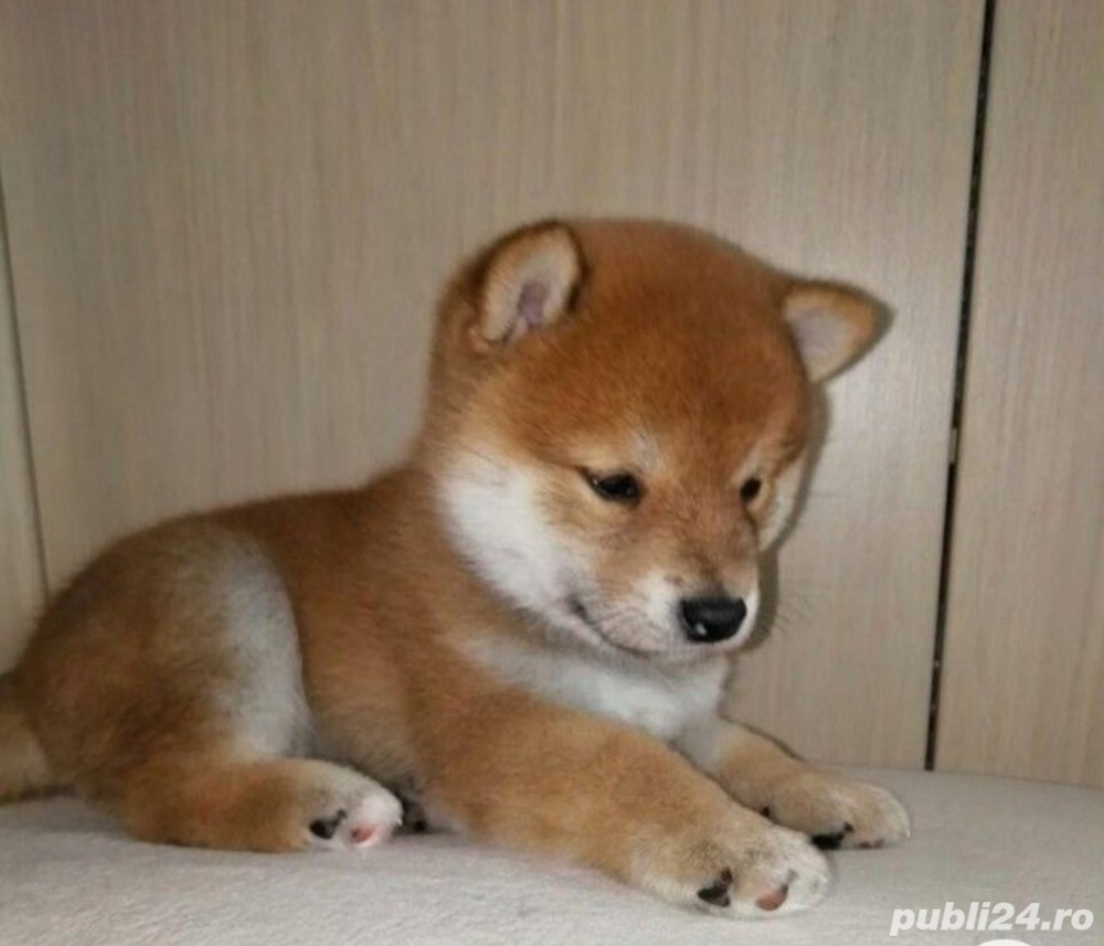 catelusi Shiba Inu  de o excelenta calitate genetica si fenotipica, pui la 8 saptamani, roscat si al