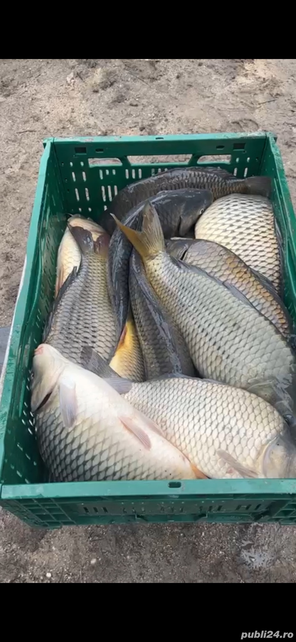 Crap Amur caras de vanzare puiet!