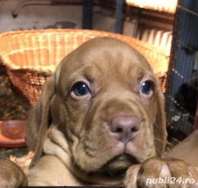 Vând pui de viszla vizsla vijla maghiara