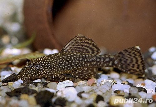 Vand pesti Ancistrus dolichopterus - sanitari care se hranesc cu alge-direct din crescatoria proprie Vand pesti Ancistrus dolichopterus - sanitari care se hranesc cu alge-direct din crescatoria proprie