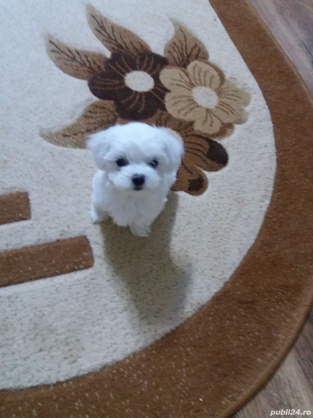 Bichon maltez mini toy 