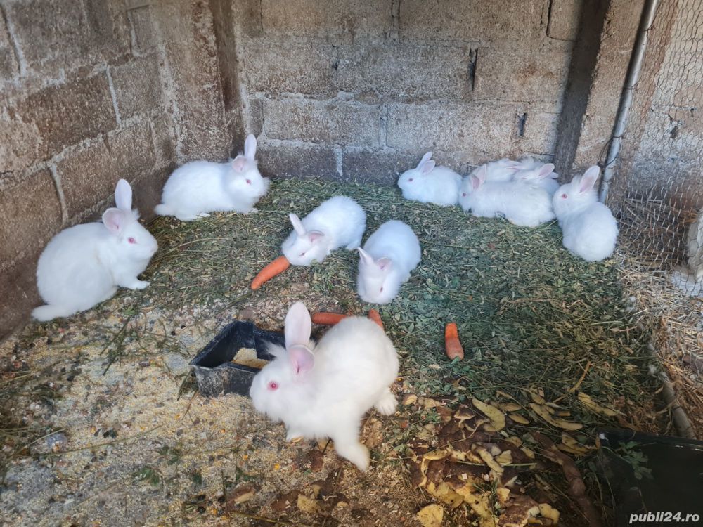 Iepuri de vanzare