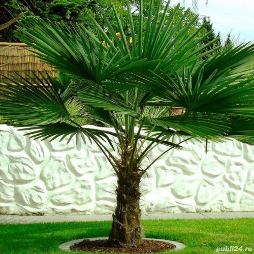 Palmier rezistent la ger 25-50cm - Trachycarpus - Plantă de Grădină