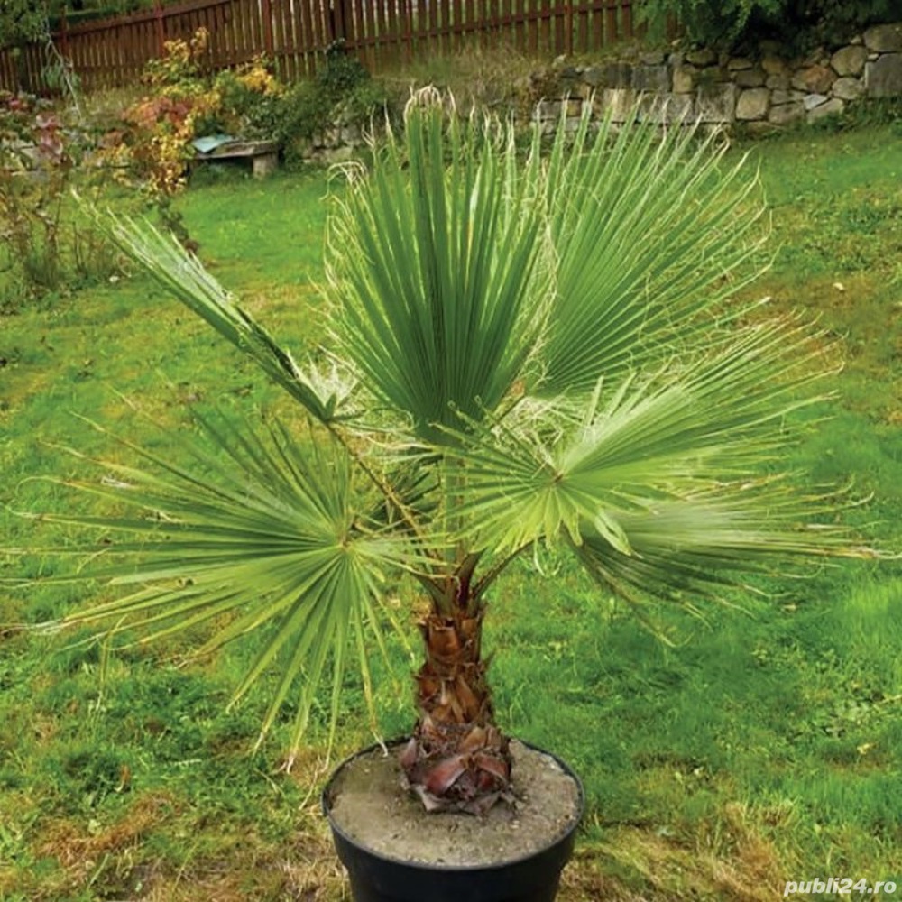 Palmier Washingtonia 10-20cm - Plantă de Grădină