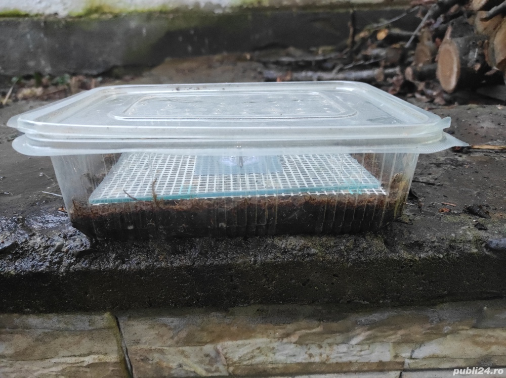 Viermi Grindal,hrana pești acvariu