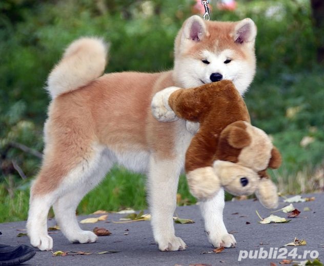 Akita Inu Japonez, genetică deosebita, 2 luni, carnet de sănătate