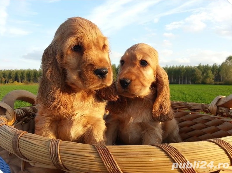 Cocker Spaniel, genetică deosebita,  vaccin, deparazitare la zi 