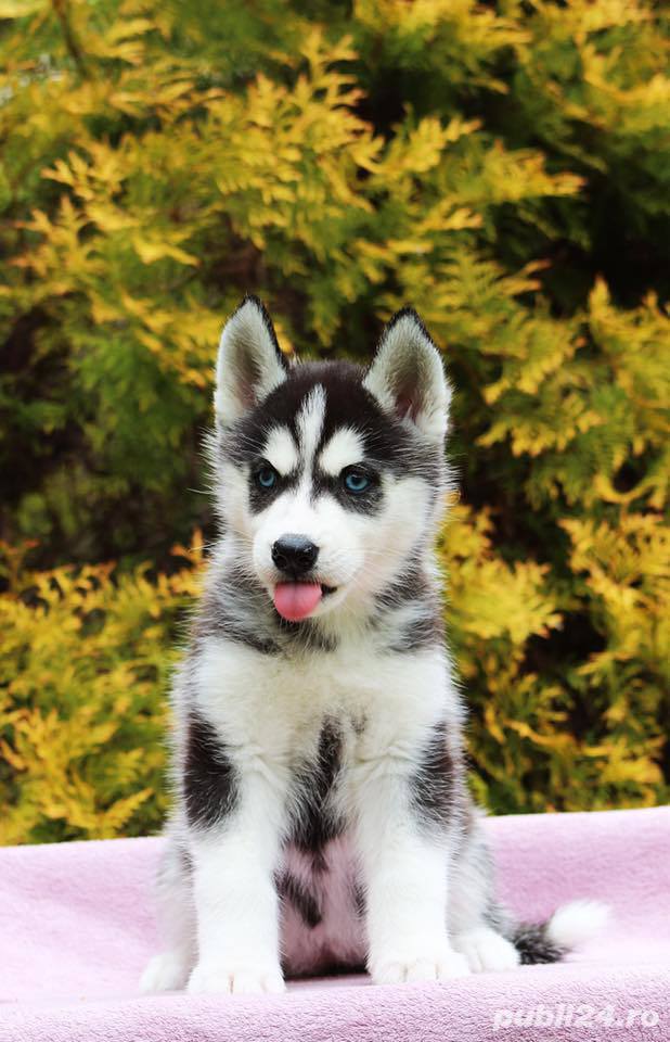 Husky Siberian, ochi albaștri, genetică deosebita, vaccin, deparazitare 
