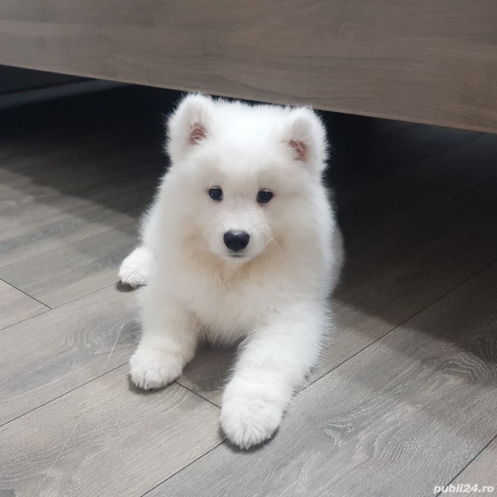 Samoyed, genetică deosebita, vaccin, deparazitare la zi 