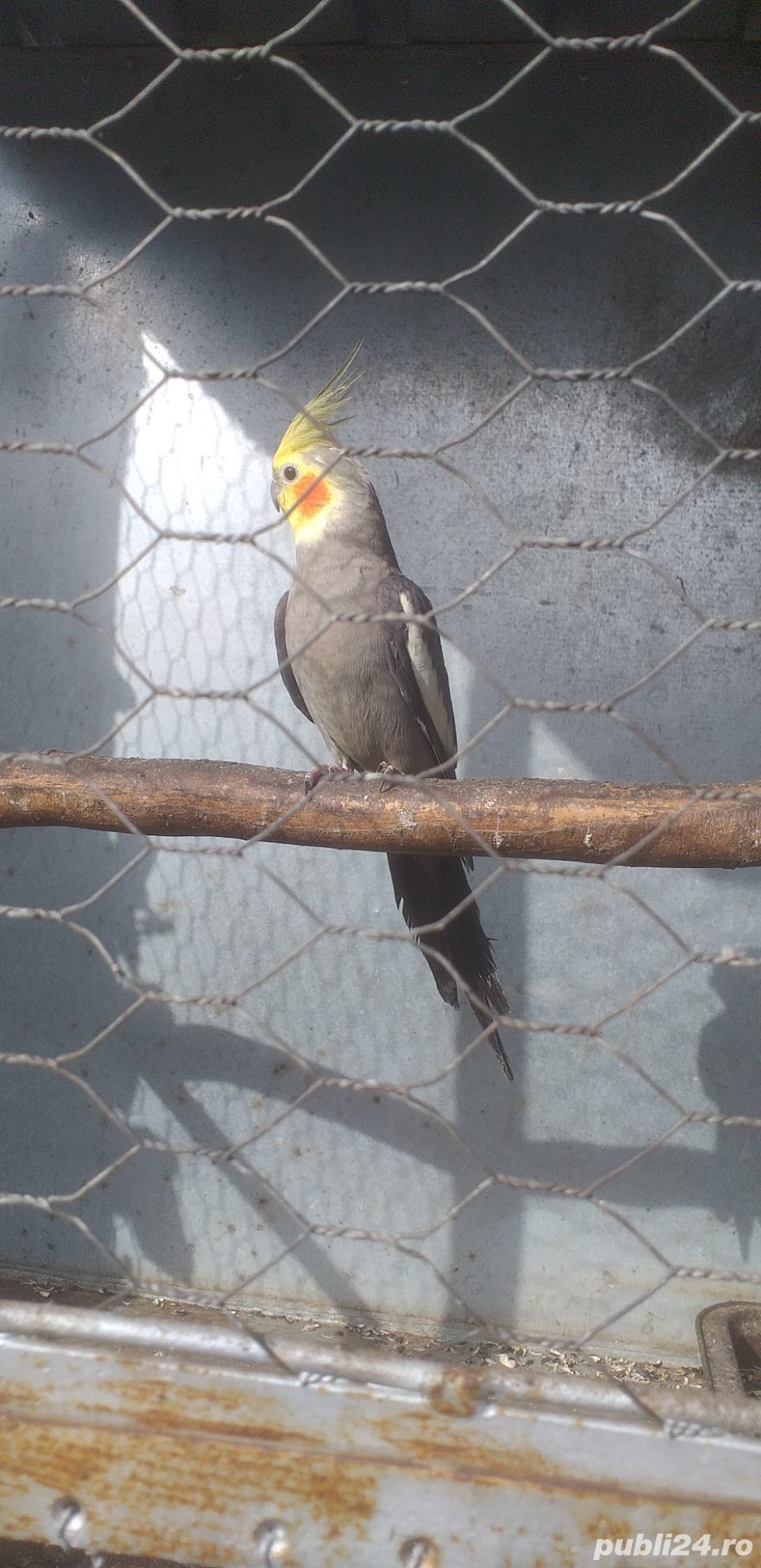 Vand papagali nimfa  Vand papagali nimfa