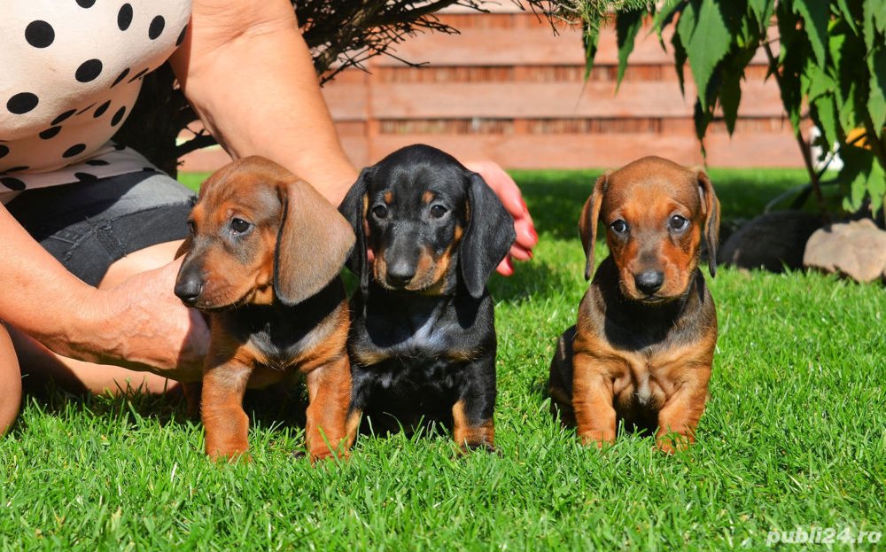 Teckel, maro și negru, 2 luni, genetică deosebita, vaccin, deparazitare la zi 