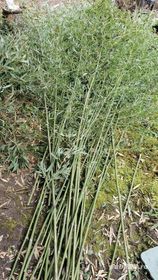 Bambusi verde 6m sau galbeni 4 m cresc,sau bete de 2m