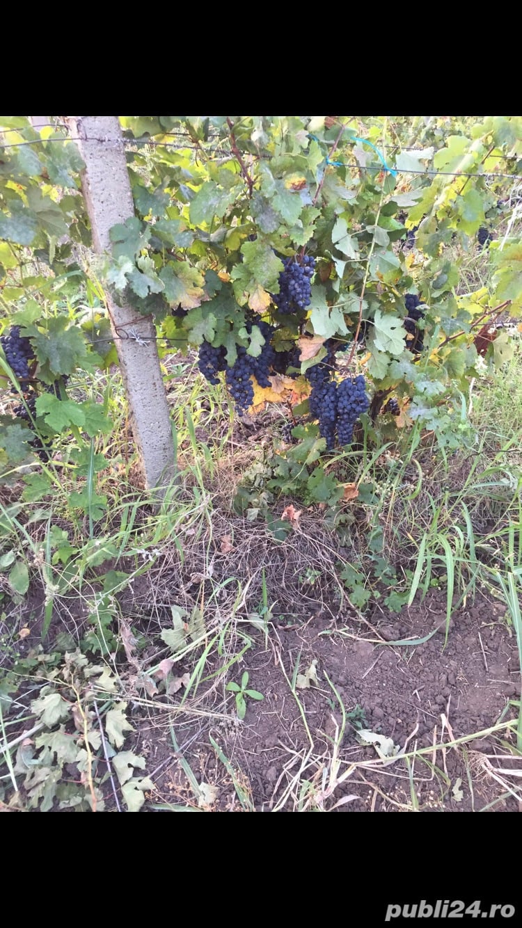Vie nobila Merlot 0,5 ha Vadu Sapat( La Stanescu)