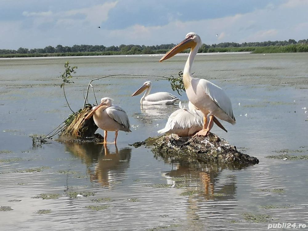 inchiriere barci Murighiol