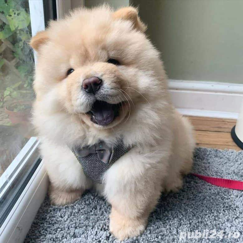 HRANA GRATUITA-Chow Chow Crem Maro de vanzare cu carnet,microcip,factura,livrare la Constanta