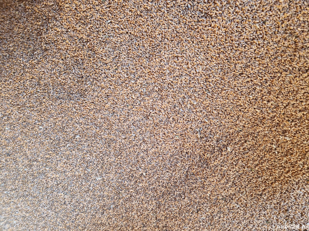 Vând grâu și porumb