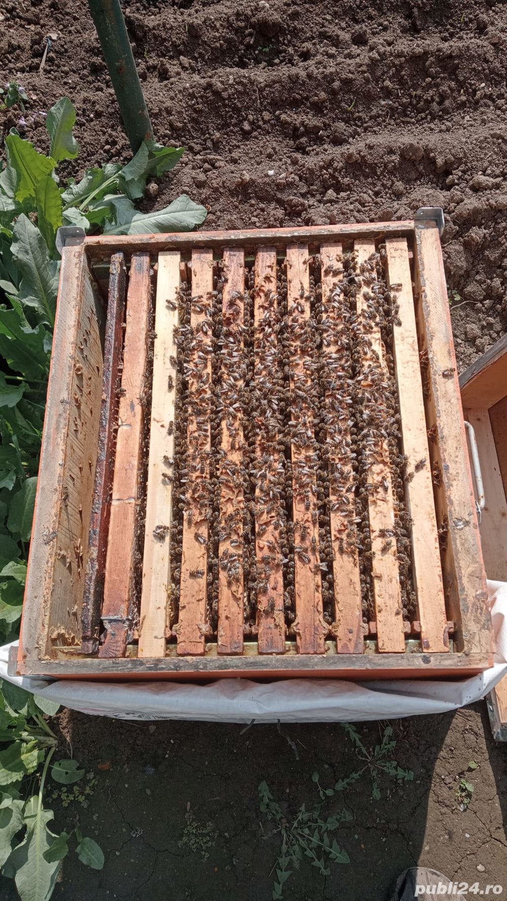 Familii de albine si ceara