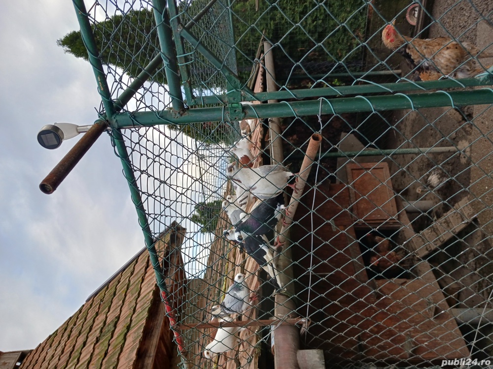 porumbei mai multe rase