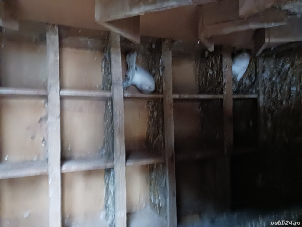 porumbei pawa și de ornament porumbei pawa și de ornament