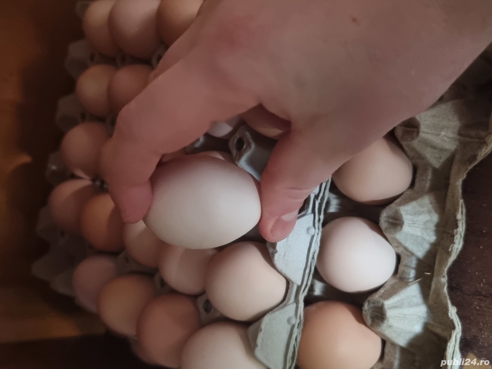 De vânzare ouă de găină de țară
