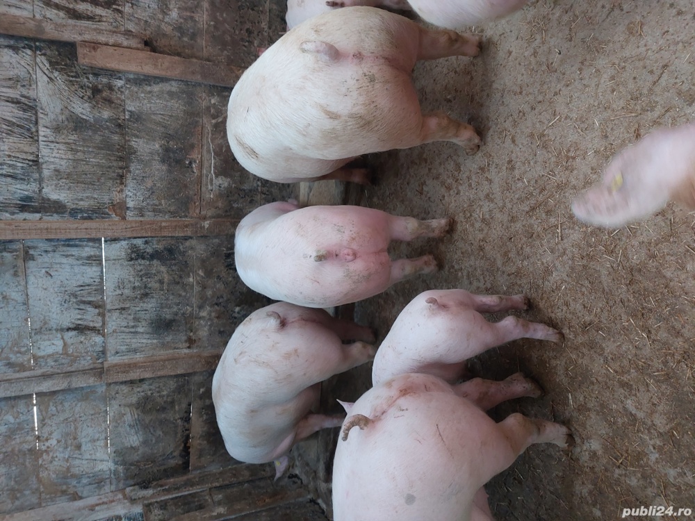 porci si purcei. porci si purcei.