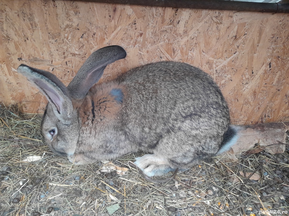 iepuri uriașul german 