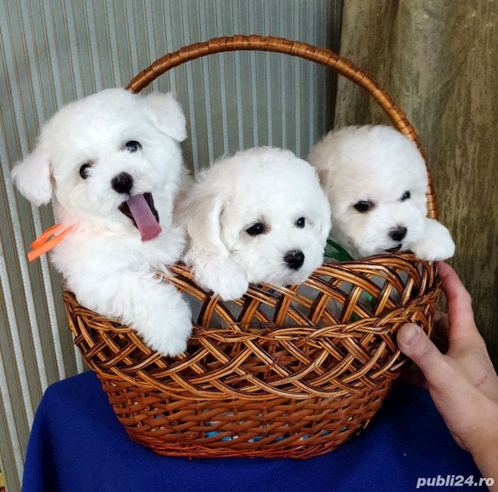 Bichon Frise, rasa hipoalergenica, nu naparleste, 2 luni Timisoara ...