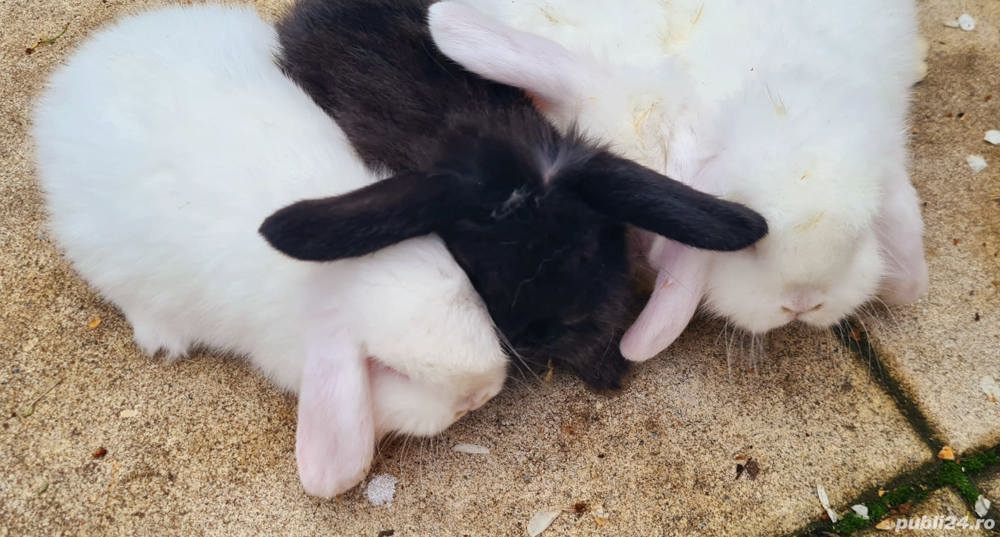 Donam iepuri pitici lop