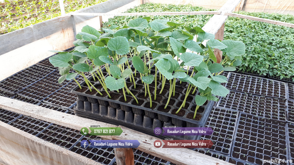 Rasaduri Legume Rasad Rosii Inima de bou Prekos Rila Ardei Vinete etc