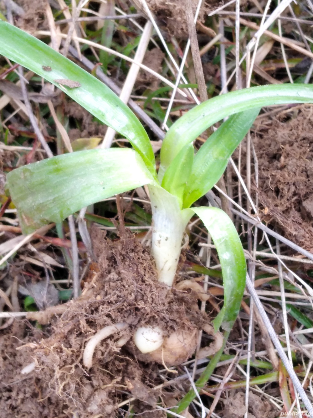 Orhidee,răsad la ghiveci,medicinală cu efect de ginseng.