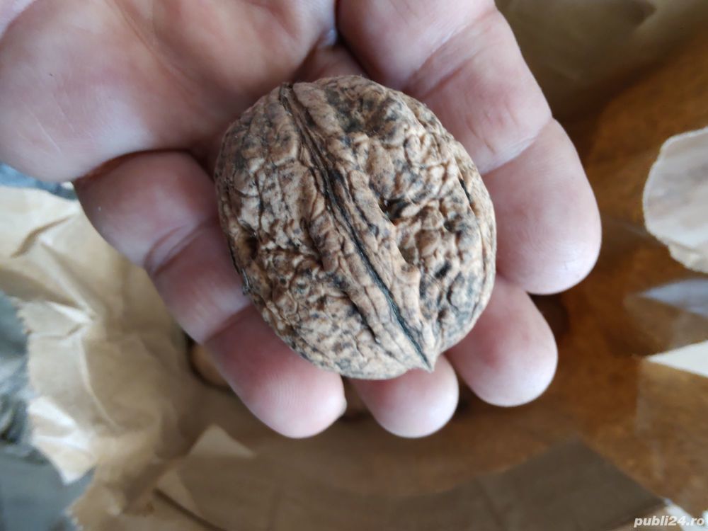 Vând nuci în coajă din septembrie - octombrie 2024