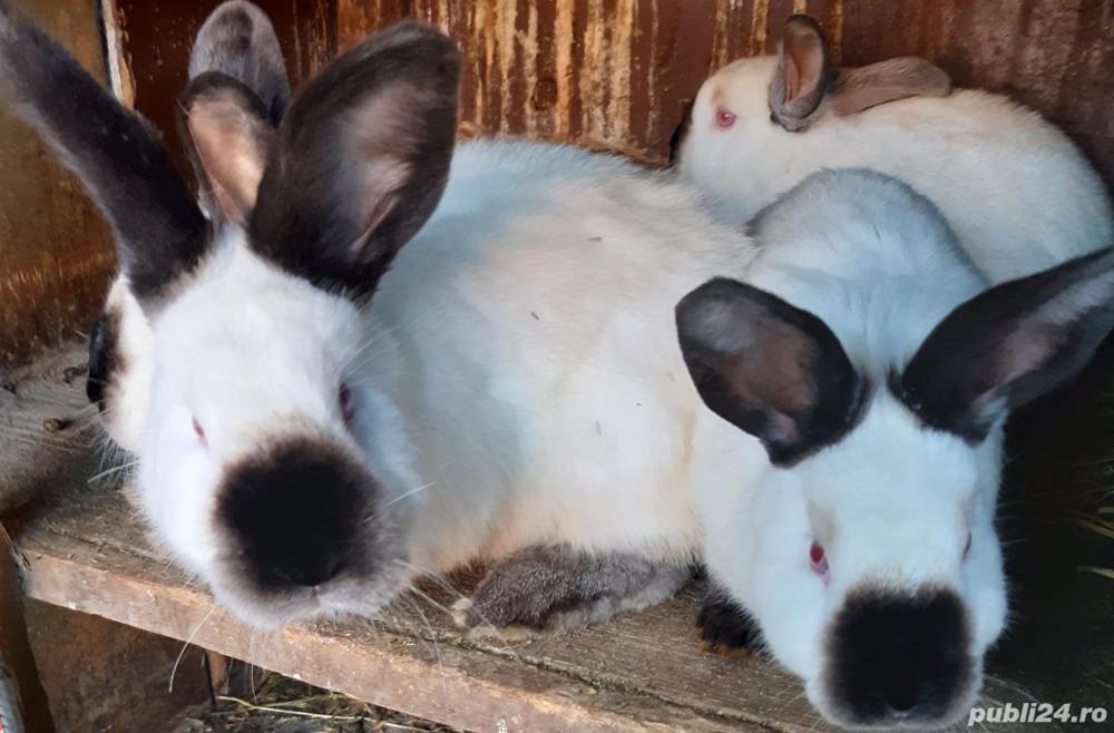 Vând iepuri californian California 