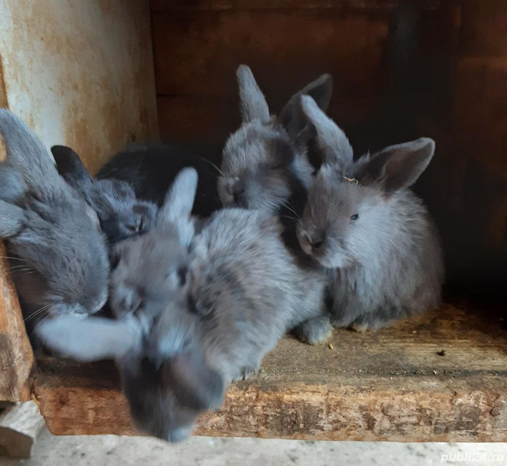 Vand iepuri de casa  Vand iepuri de casa