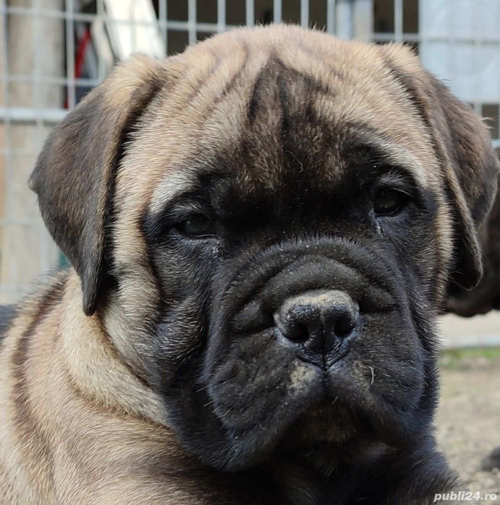 Vând pui de bullmastiff /bulmastif Vând pui de bullmastiff /bulmastif