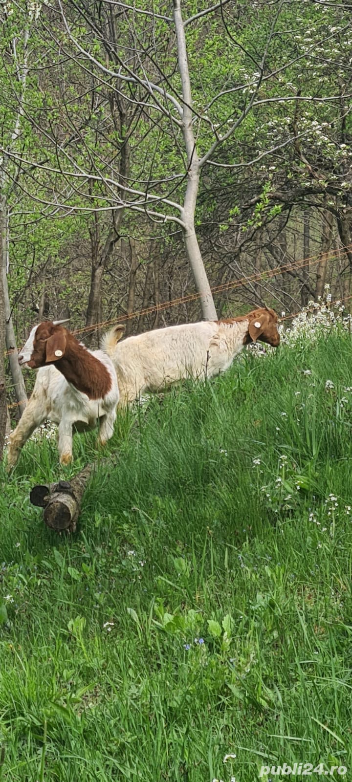 iedute Boer iedute Boer