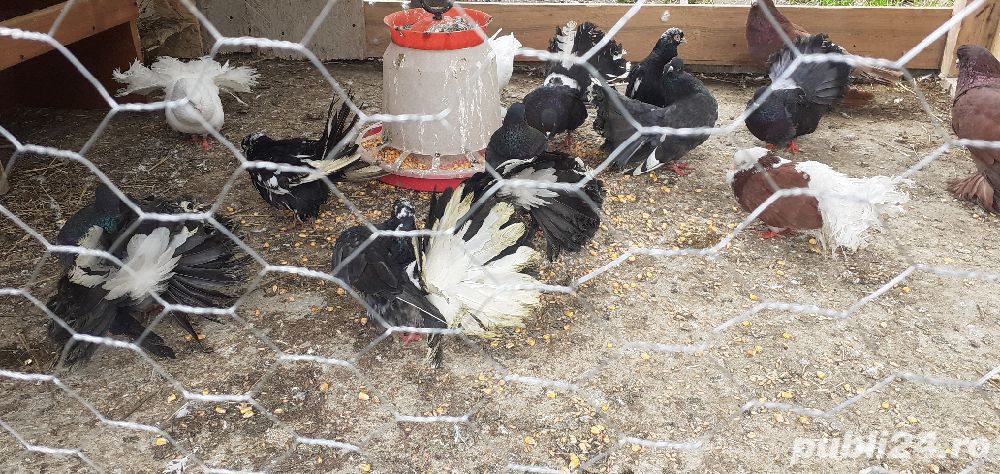 Porumbei voltati negri si albi 