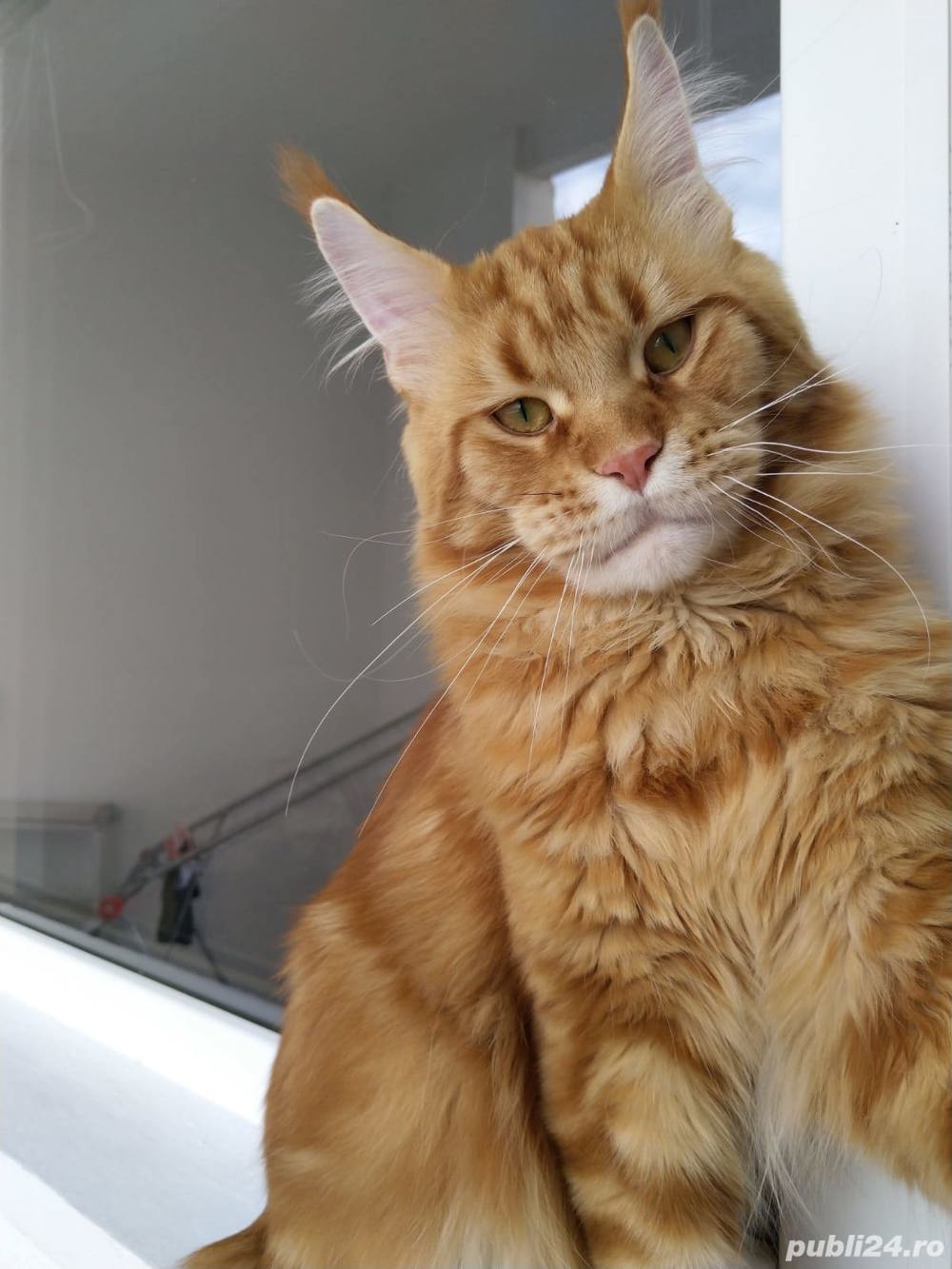 Mascul rasa Maine Coon