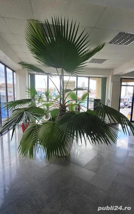 Vând palmieri Washingtonia