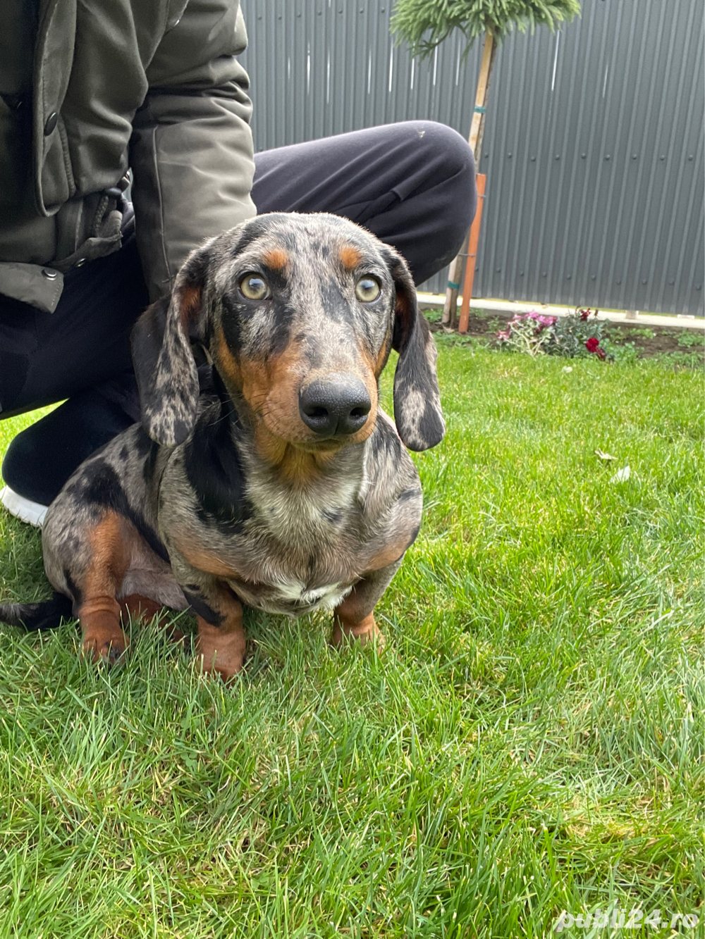 mascul teckel arlequin