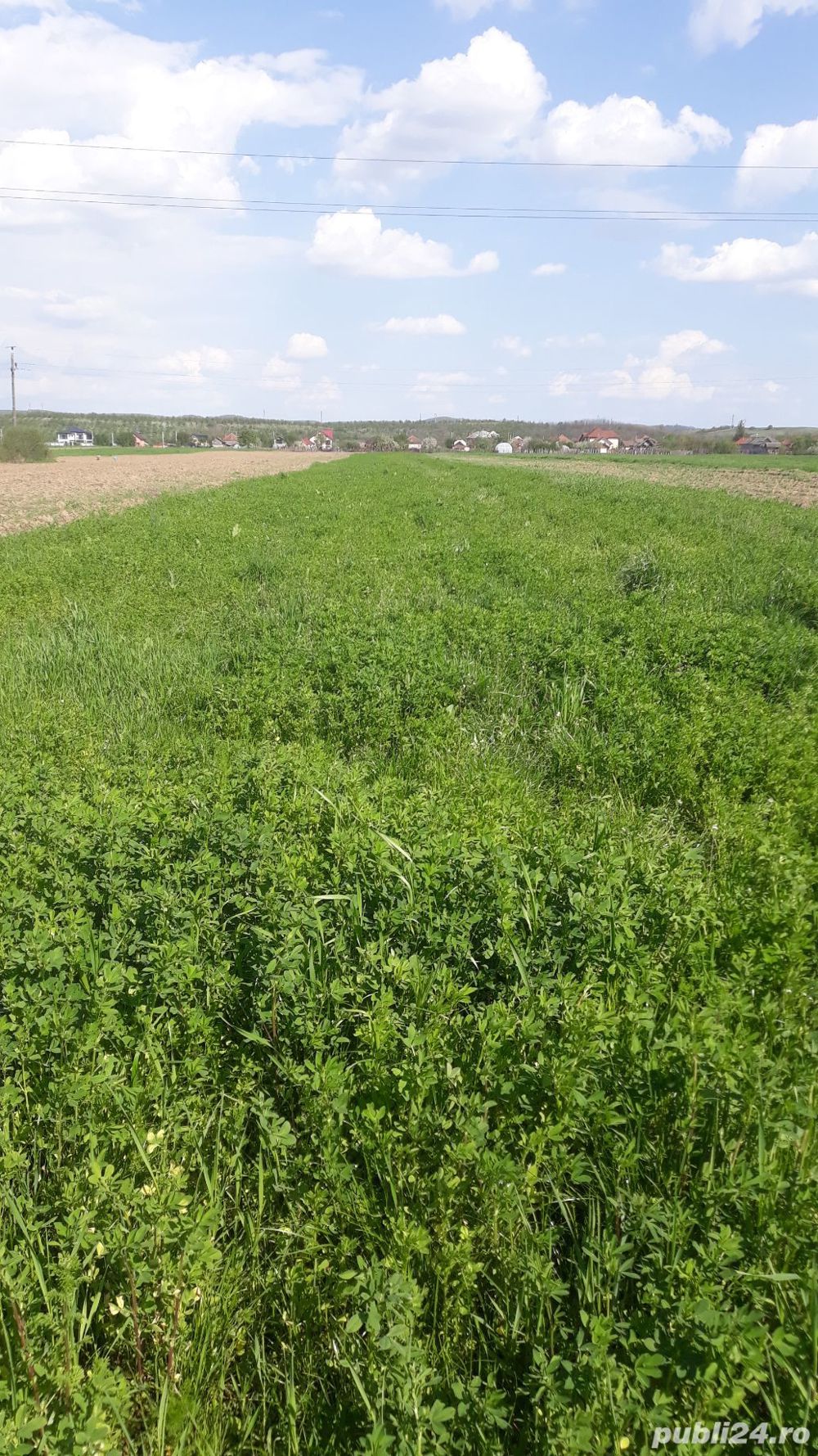 lucernă pentru cosit