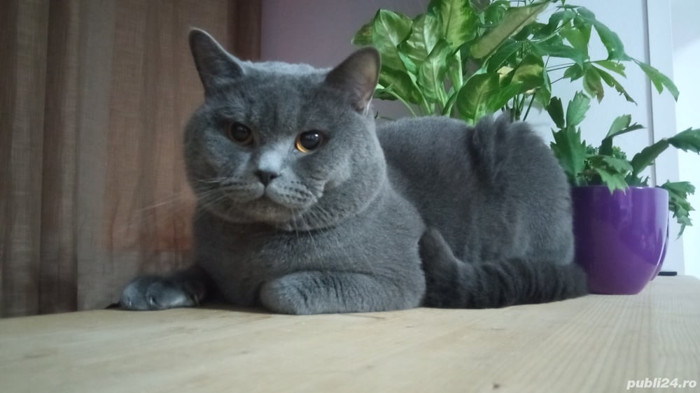 Motan British Shorthair Motan British Shorthair