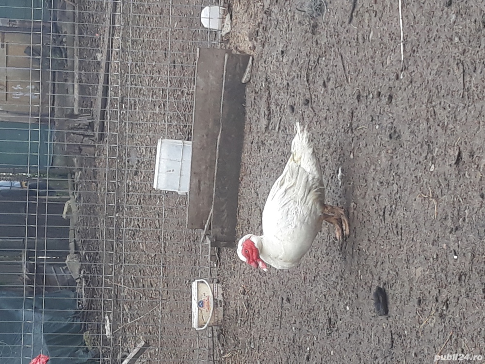 Vand rate si  ratoi lesesc alb si negru