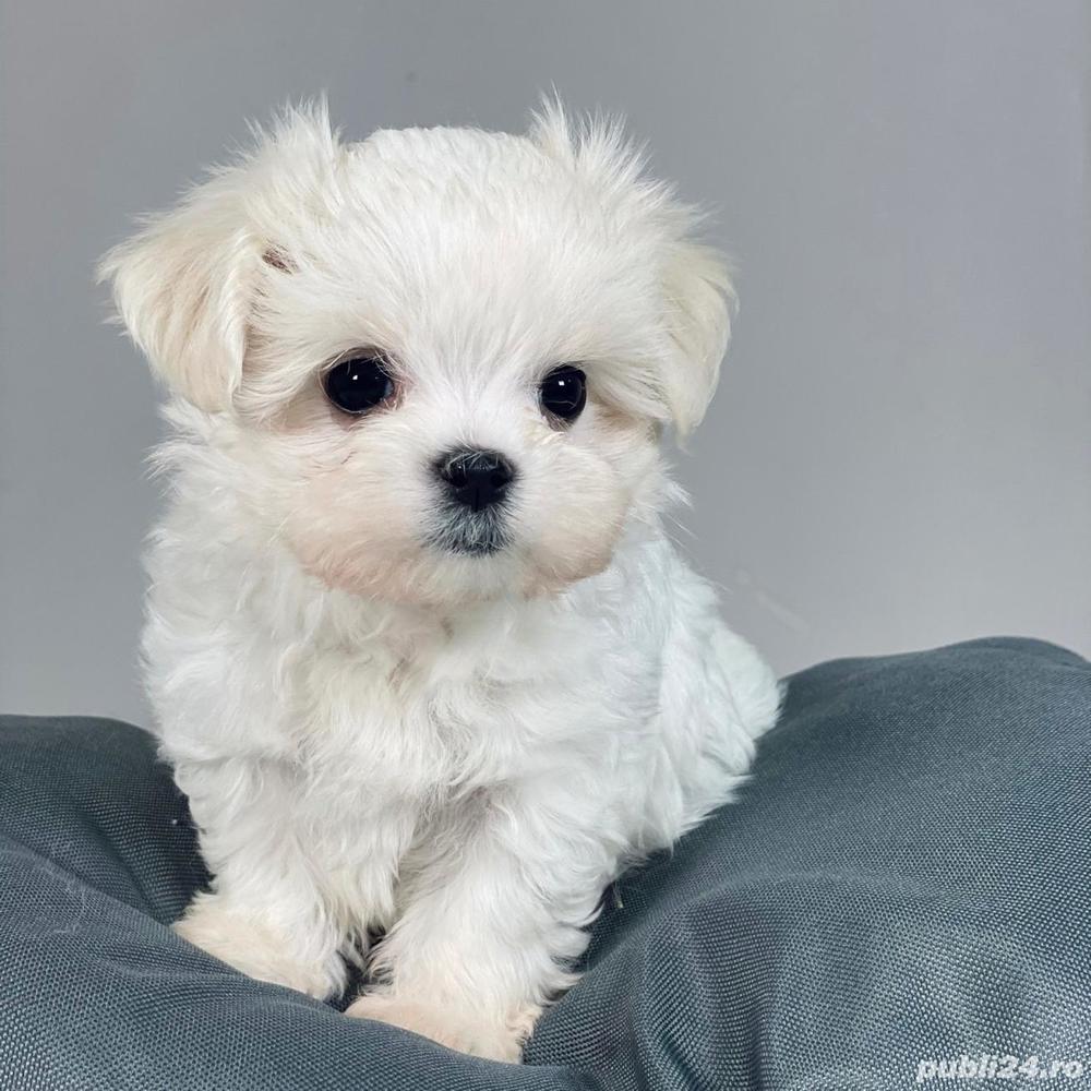 Bichon Maltez talie Mini Toy din părinți arbitrați în competiții 