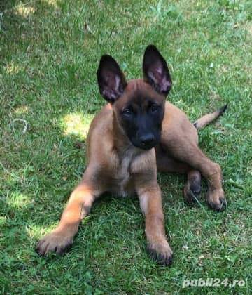 Ciobănesc Belgian Malinois, genetică superioară, 2 luni