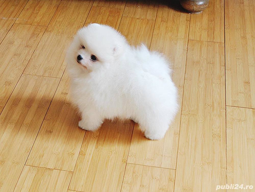 Pomeranian - Firmă Autorizata - Maro si Albi, talie Toy, genetică superioară 