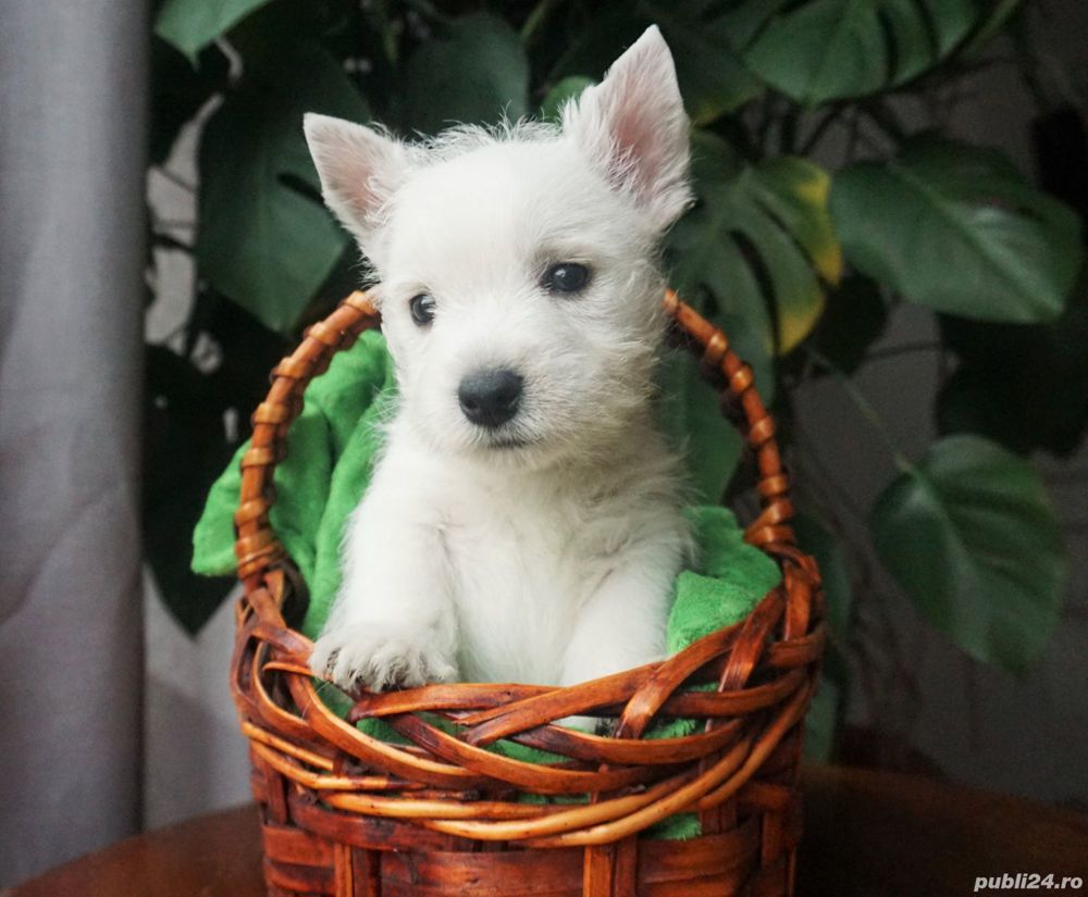 Westie - furnizor One Pet - transport la nivel național