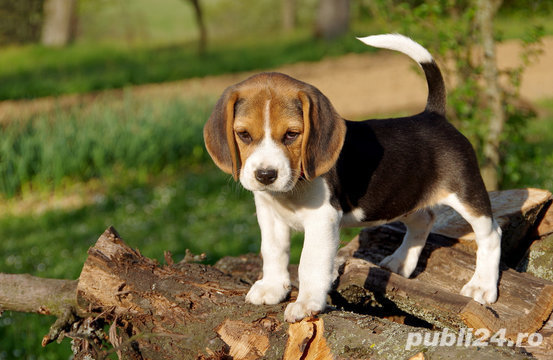 Beagle - genetică deosebită, 2 luni, tricolori, par scurt 