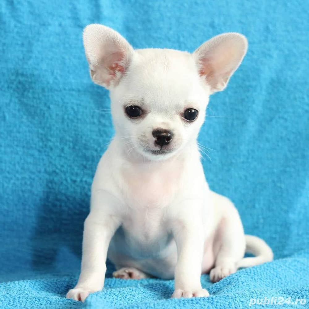 Chihuahua - transport autorizat la nivel național 