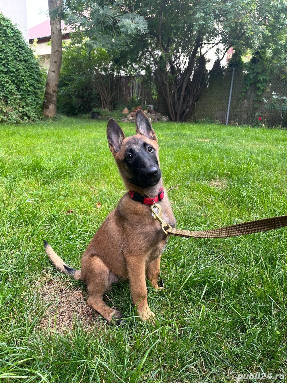 Ciobănesc Belgian Malinois - genetică superioară - transport autorizat la nivel național 