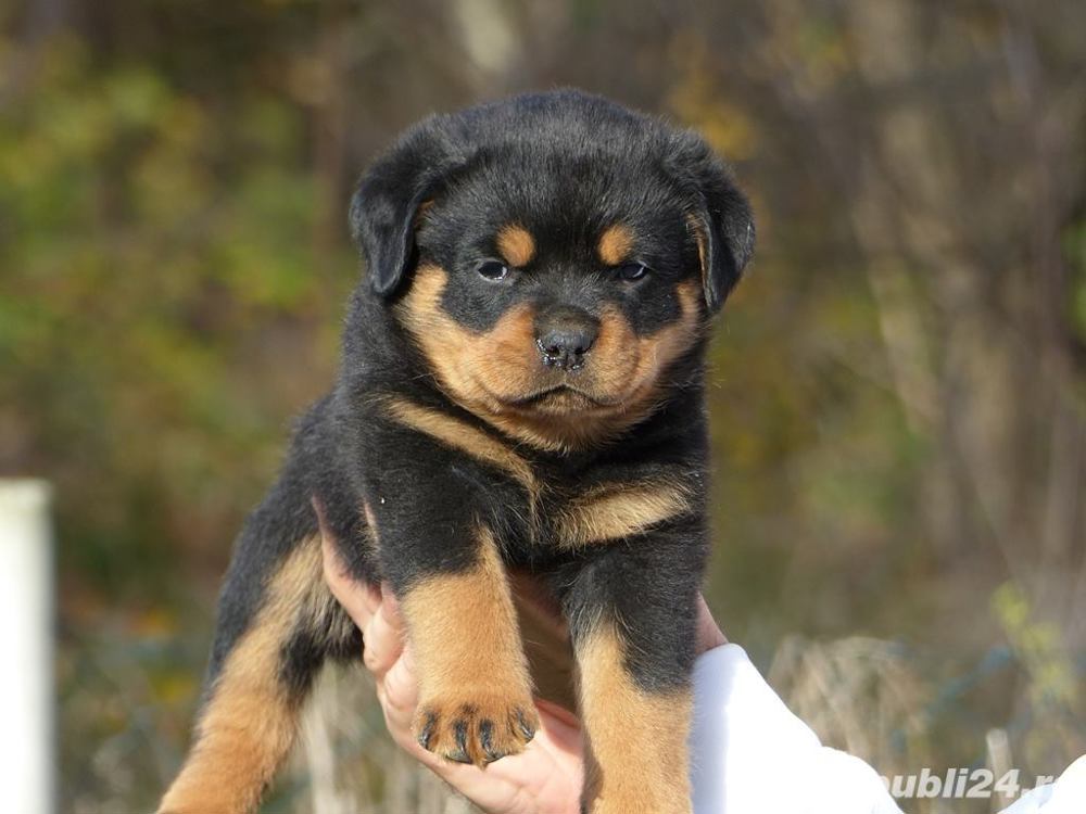 Rottweiler - transport autorizat la nivel național 